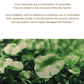 SKIN1004 Madagascar Centella Probio-Cica Essence Toner