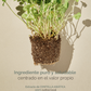 mixsoon Centella Asiatica Essence