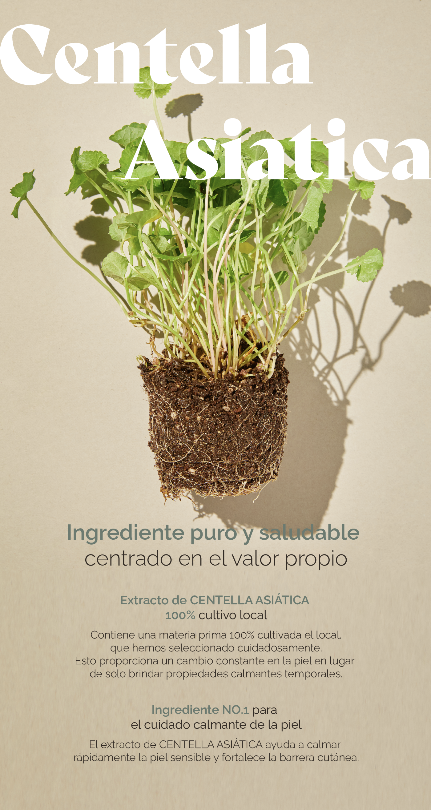 mixsoon Centella Asiatica Essence