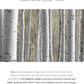 Round Lab Birch Juice Moisturizing Toner